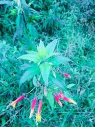 Image result for Isoglossa laxiflora