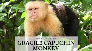Check spelling or type a new query. Gracile Capuchin Monkey Profile Facts Traits Primates Park