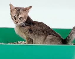 Epingle Sur Chats