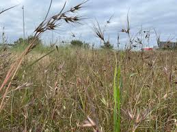 Image result for Urelytrum agropyroides