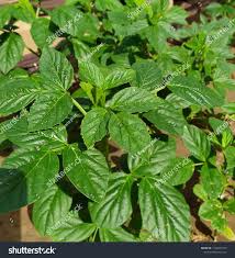 Image result for Cyamopsis