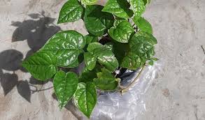 Alkaloid dalam sirih dapat menurunkan kadar glukosa darah dengan menghambat penyerapan glukosa di usus. Cara Menanam Daun Sirih Agar Berdaun Lebat Terbukti Menjadi Prospek Bisnis Menguntungkan
