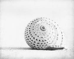 Black And White Beach Scene Wall Art Items Similar To Black And White Seashell Photography Beach Sea Shell Wall Art White Light Grey Gray Coastal 8x10 11x14 Photograph Seashell Voices On Et Seashells Photography Sea Shells Seashells Photos