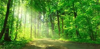 Elle est constituée d'un casier de forêt entouré de digues, d'une surface de 28 hectares, alimenté par le canal de la nieppe en période de crue. Combien Coute Une Foret Quel Est Le Prix D Un Hectare De Foret Le Saviez Vous