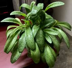 Image result for Ledebouria cordifolia