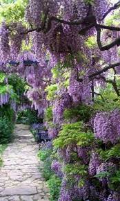 1b Her Garden Is Filled With Wisteria A Hanging Flower That Makes Her Garden Seem Like A Magical Castle Beautiful Gardens Garden Inspiration Dream Garden