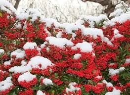 Image result for Pyracantha