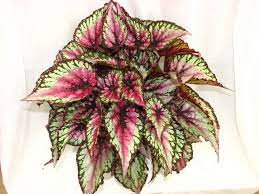 Some rex begonia varieties branch out and are more upright, while others are compact and creeping. Fulchino Vineyard Nursery Begonia Plants Perennial Flowering Plants