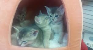 Registered abyssinian cat breeders australia only kittens for sale. Abyssinian Kittens For Sale For Sale In Staten Island New York Classified Americanlisted Com