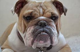 I'm getting one for my birthday! Pet Dog Puppy English Bulldog English Dogs Fat Pikist