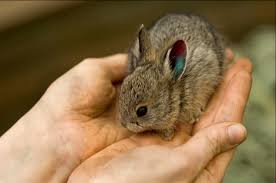 Find your new companion at nextdaypets.com. Meet The World S Smallest Rabbit Zooborns