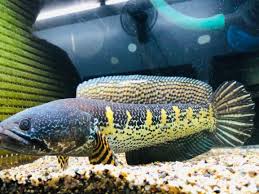 Maybe you would like to learn more about one of these? Ikan Toman Bunga Boleh Bertukar Warna Utusan Digital