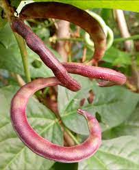 But you must say one english word as you pass. Akidi Black Bean Da247ads