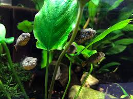 From sps to lps, captive bred and wild collected marine fish and an extensive selection of invertebrates, our store is stocked with everything needed to populate your marine or reef aquarium. Aquabid Com Archived Auction Fw1547705276 Spotted Congo Puffer T Schoutedeni Captive Bred Ended Thu Jan 17 00 07 56 2019