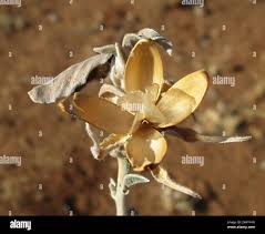 Image result for Ipomoea adenioides