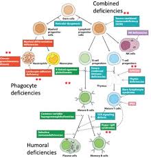 Image result for Humoral Immunodeficiency