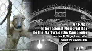 When you adopt a greyhound you receive much more than just a dog. Save The Macau Greyhounds Home Facebook