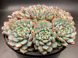 Image result for Humularia minima