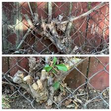 Maybe you would like to learn more about one of these? Looking For Some Pet Friendly Solutions To Removing Weed Shrub Stumps From Between Our Chain Link And The Neighbor S Fence Line Any And All Suggestions Are Appreciated Landscaping