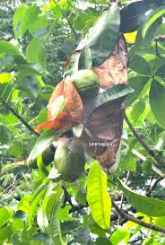 Image result for Landolphia glabra