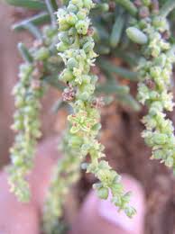 Image result for Suaeda monoica