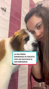 TRATTO DA UNA STORIA VERA* 1G:MISSBARBERDOG 🎀 #missbarberdog #neiper...