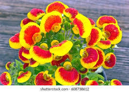 Image result for Calceolariaceae