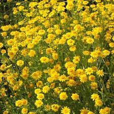 Image result for Centella glabrata