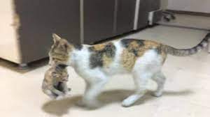 See more ideas about cats, crazy cats, cats and kittens. Cat Carries Her Sick Kitten To A Hospital In Turkey Medics Treat The Little One See Pics Trending Hindustan Times