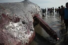 Physeter macrocephalus) adalah paus bergigi terbesar di dunia. Pendataan Bangkai Paus Sperma Antara Foto