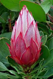 Protea Protea Flower Australian Native Flowers Australian Flowers