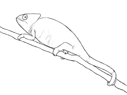 Maybe you would like to learn more about one of these? Chameleon Easy Animals To Draw Realistic Novocom Top