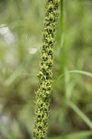 Image result for Uraria picta