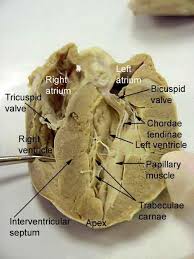 Image Sheep Heart For Term Side Of Card Heart Anatomy Anatomy And Physiology Anatomy Class