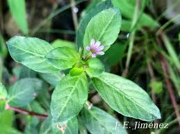 Image result for Cuphea carthagenensis