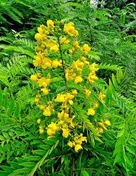 Image result for Senna spectabilis
