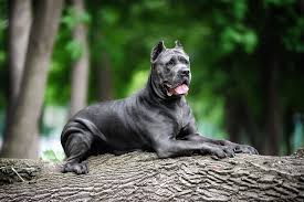 Besides all other things, socialization mostly affects the character of the italian mastiff, and it must be started in puppies early age (from the 6th week of. Cane Corso Price How Much Will It Cost To Have One 2021 Perfect Dog Breeds