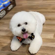 THE BEST 10 PET GROOMERS near FL-54, LUTZ, FL 33559