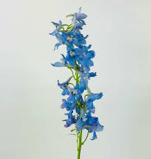 Image result for Delphinium