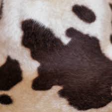 He wears a green hat, if you know what i mean. Brown Cow Print Long Hair Capeline Judith M Millinery Supply House