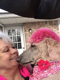 Introduction to standard poodle ownership and large dog families