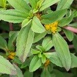 Image result for Flaveria trinervia