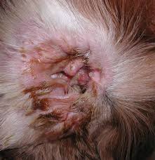 Image result for mold in the ear dog