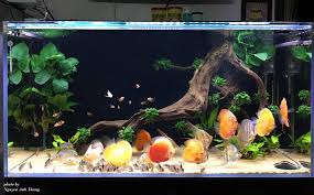 It S Fantastic Beautiful Aquarium I Also Have A 300 Liter Aquarium With Discus But The Plants D Discus Aquarium Cichlid Aquarium Freshwater Aquarium Plants
