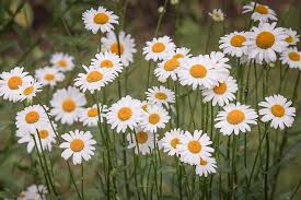 Daisies Flower Meadow White Wild Flowers Spring Summer Flowers To Plant Summer Flowers Perfect Plants