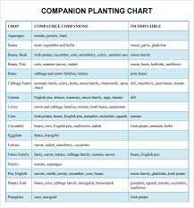 Free 9 Sample Companion Planting Charts In Pdf Word