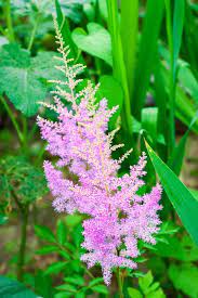 My Favorite Pink Flowers Perfect Pink Perennials Bless My Weeds Pink Perennials Lilac Gardening Day Lilies