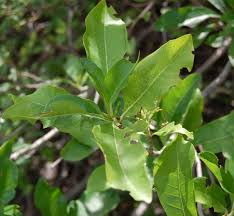 Image result for Pavetta sp. F