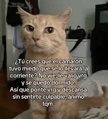 εΤύ crees que el camarón tuvo miedo que se lo llevara la corriente? No we,  le valió vrg y se quedó dormido. Así que oonte vrg y descansa sin sentirte  culpable, ánimo