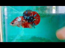 Aslammualaikum jangan lupa share video ni dan jangan lupa subscribe okay 👍 road to 1k subscribe. R7v22pbyvwqdem